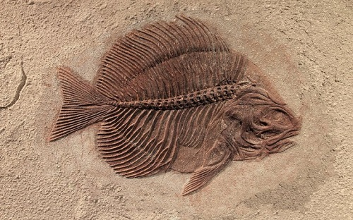 Unit 9: Geologic History and Fossils